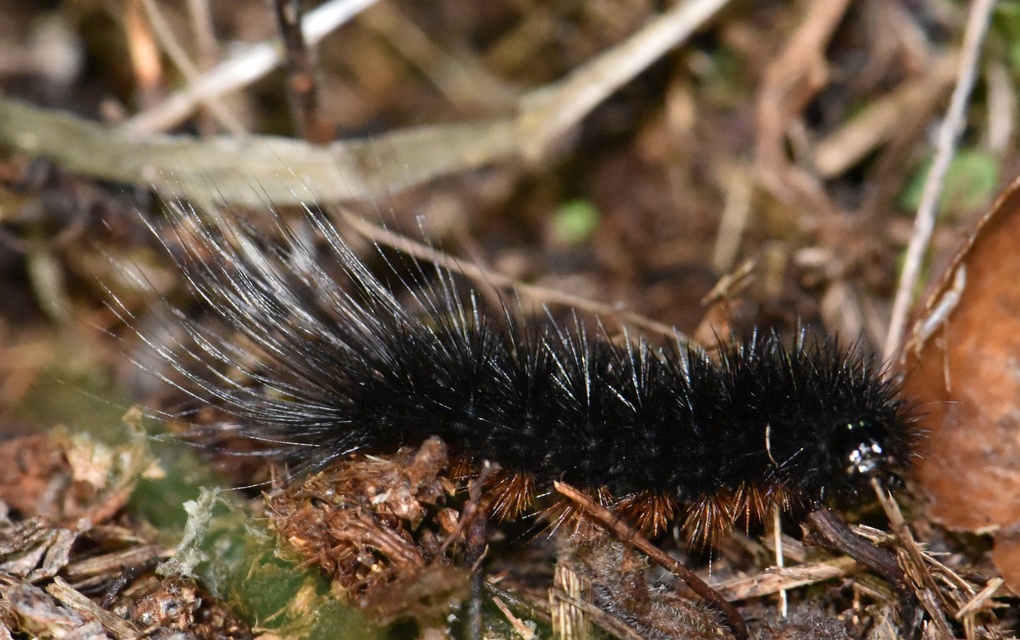 Hyphoraia aulica - barna medvelepke
