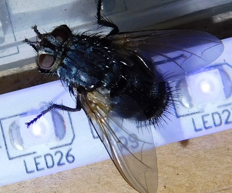 Nemoraea pellucida