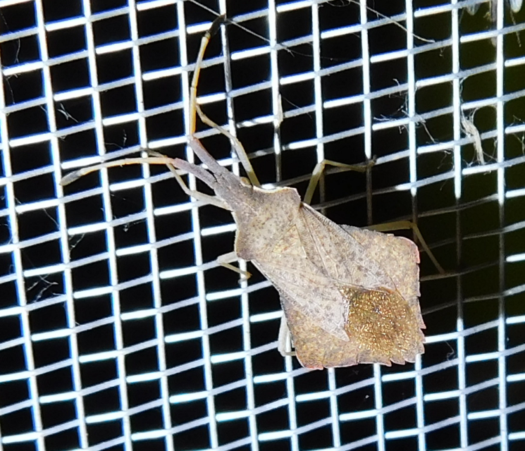 Syromastus rhombeus - vitorlás karimáspoloska