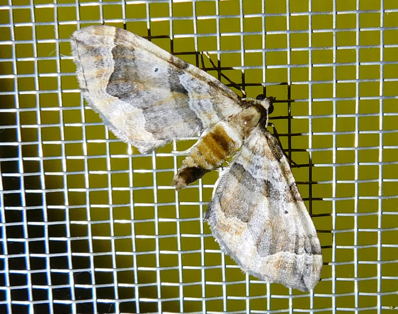 Pelurga comitata - nagy tarkaaraszoló
