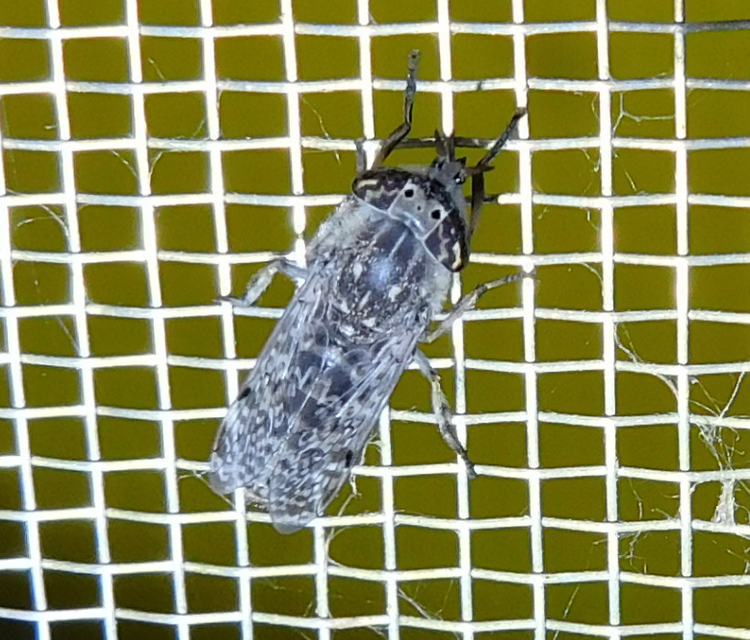 Haematopota