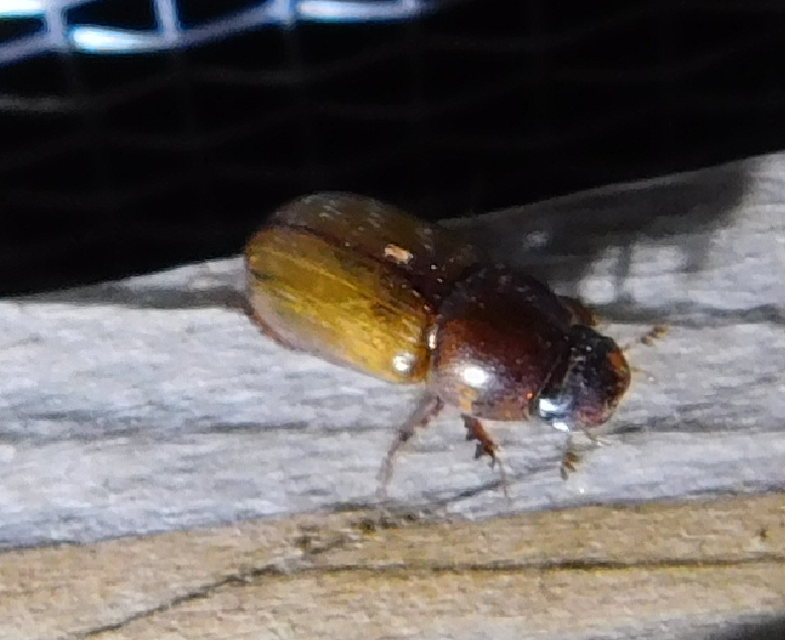 Aphodius lividus - turjáni trágyabogár