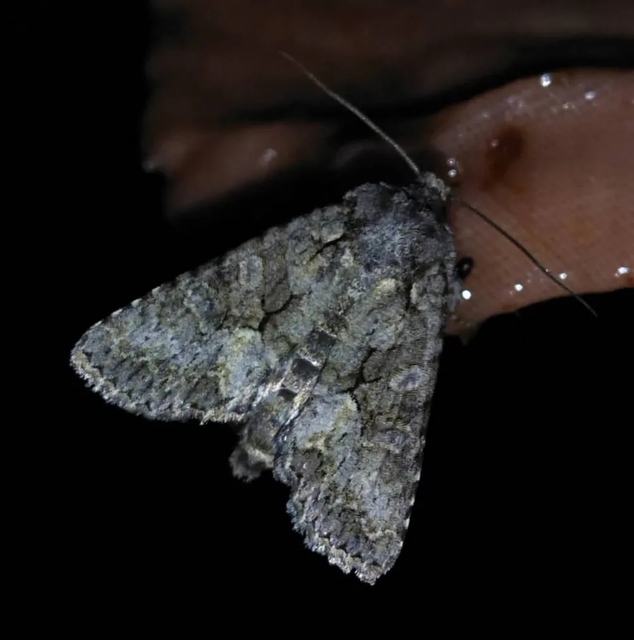Dryobotodes monochroma - szürke tölgybagoly