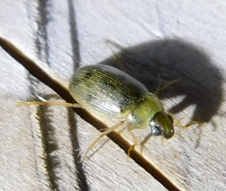 Berosus spinosus - széki szemescsibor Berosus spinosus - széki szemescsibor