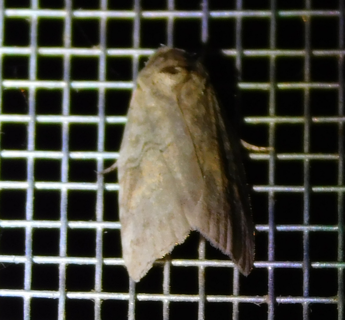 Nycteola asiatica - nyárfa-trapézbagoly