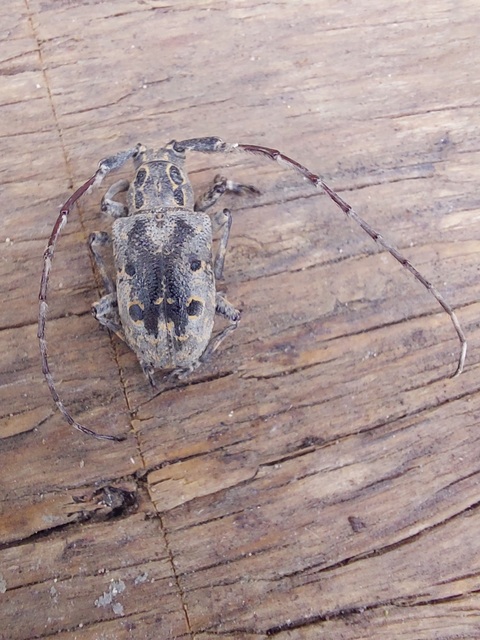 Mesosa curculionoides - szemfoltos cincér