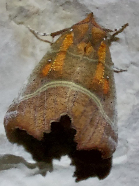 Scoliopteryx libatrix - vörös csipkésbagoly
