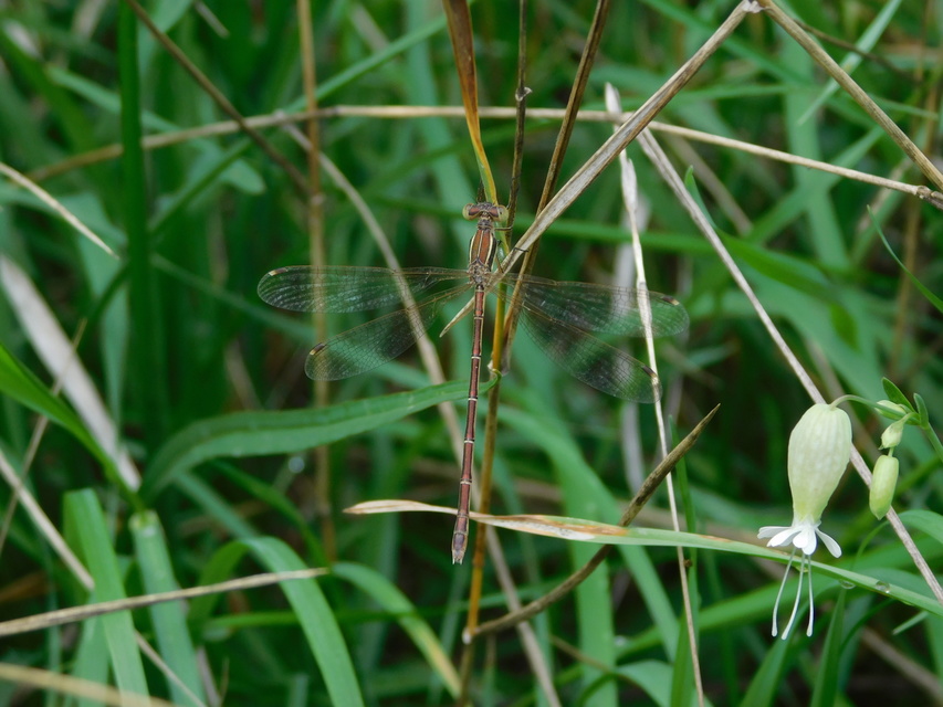 Lestes barbarus - foltosszárnyjegyű rablószitakötő