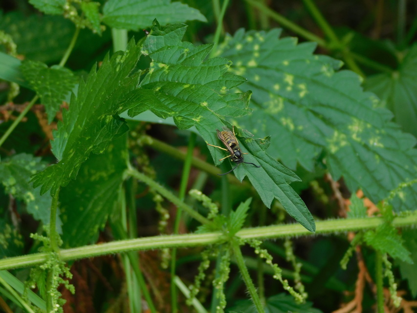Vespula vulgaris - kecskedarázs