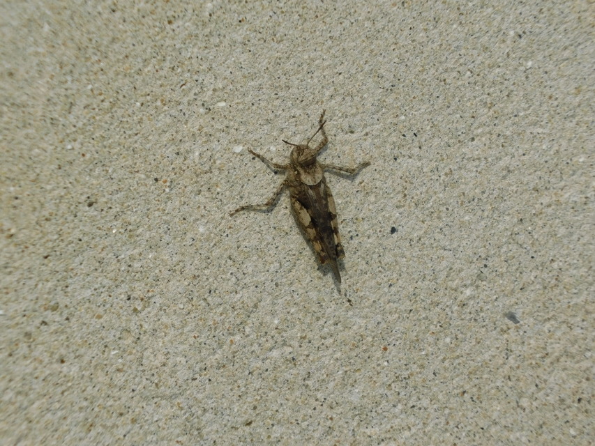 Acrotylus insubricus - önbeásósáska