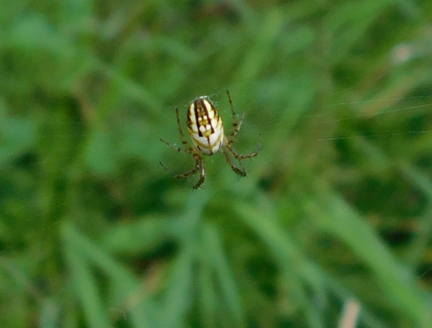 Mangora acalypha - réti keresztespók