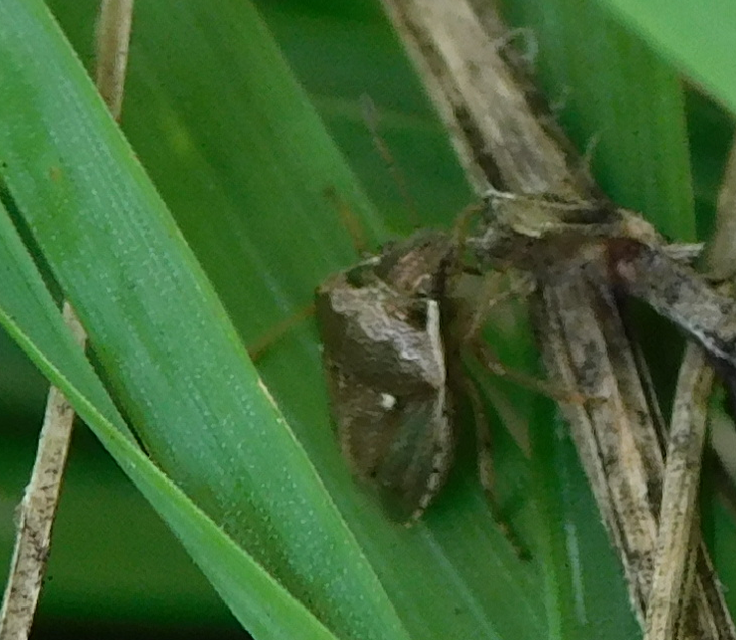 Eysarcoris ventralis - fakó feketefejű-poloska Eysarcoris ventralis - fakó feketefejű-poloska