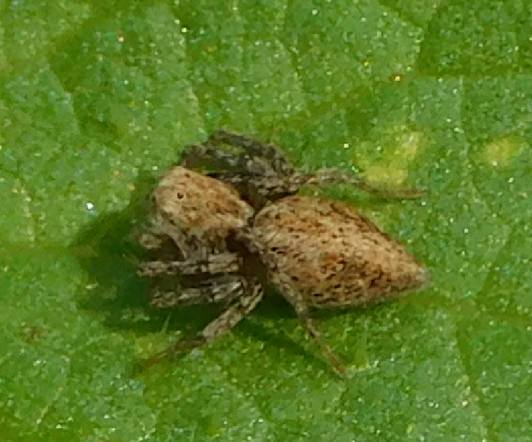 Oxyopes heterophthalmus - homoki hiúzpók