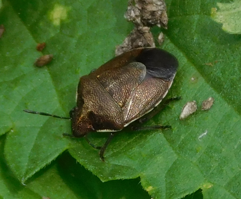 Rubiconia intermedia - bronzos címerespoloska Rubiconia intermedia - bronzos címerespoloska