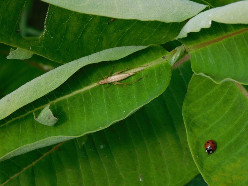 Oecanthus pellucens - pirregőtücsök