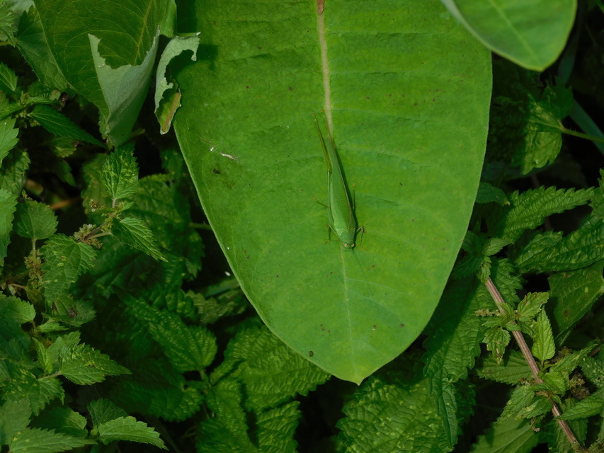 Phaneroptera nana - pontozott repülőszöcske