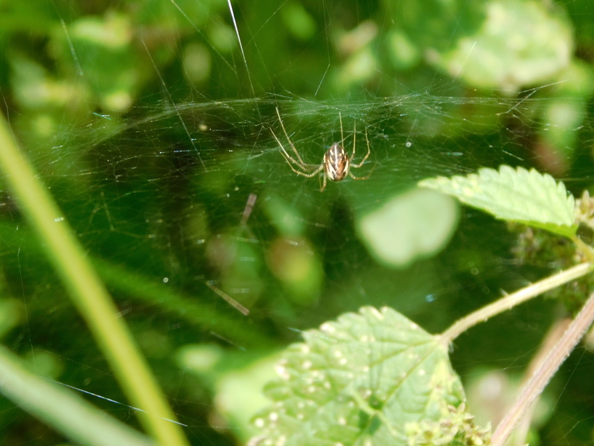 Linyphia triangularis - háromszöges vitorláspók