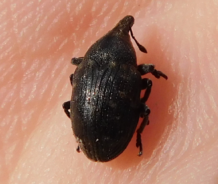 Larinus sturnus - aszat-púderbarkó