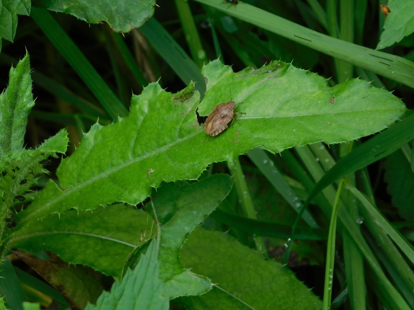 Eurygaster Eurygaster