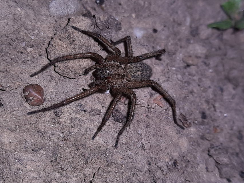 Eratigena agrestis - réti zugpók