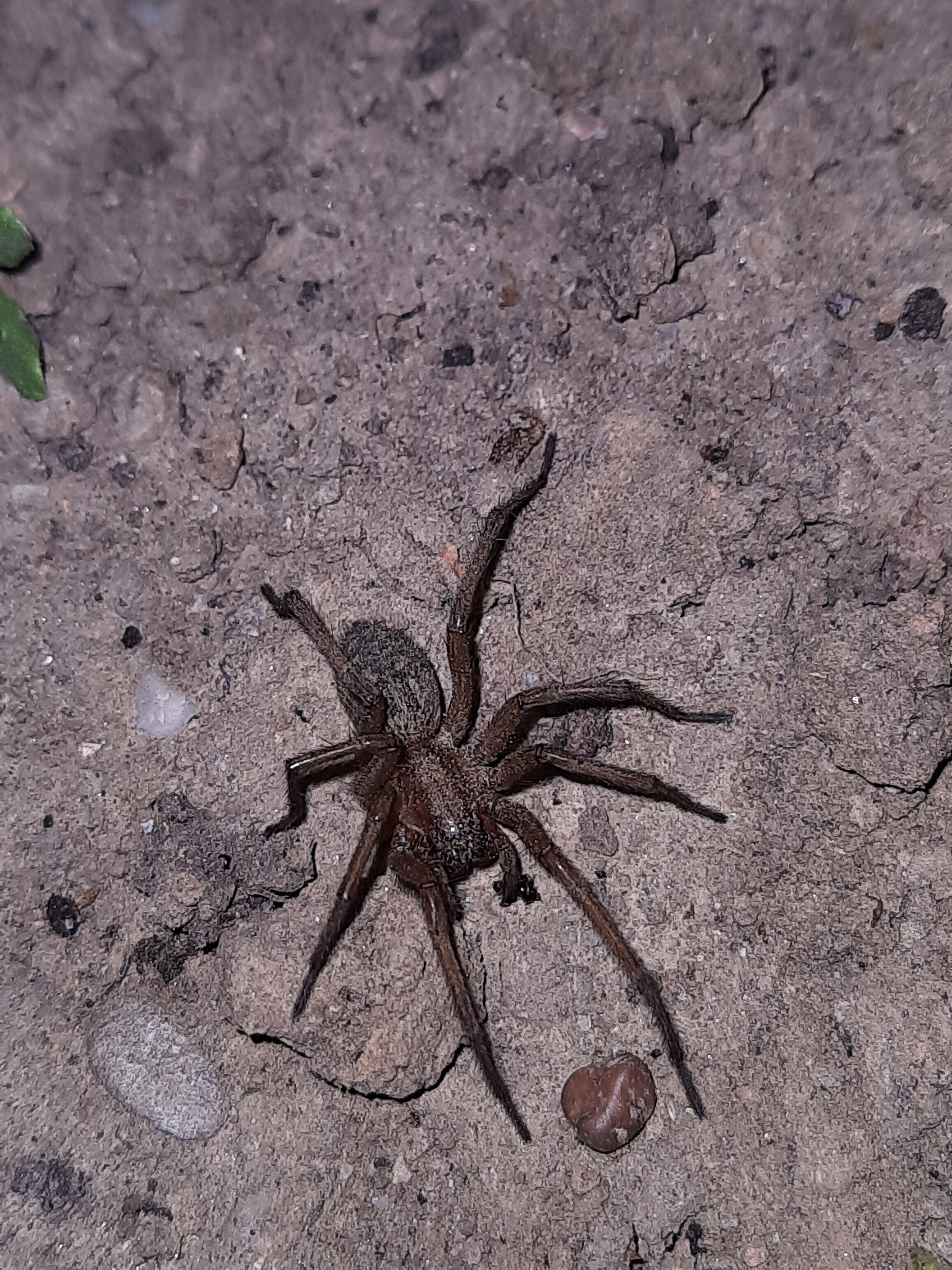 Eratigena agrestis - réti zugpók
