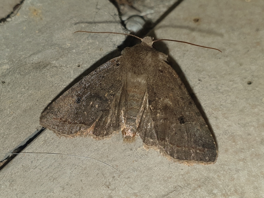 Propenistra laevis - könnyű őszibagoly