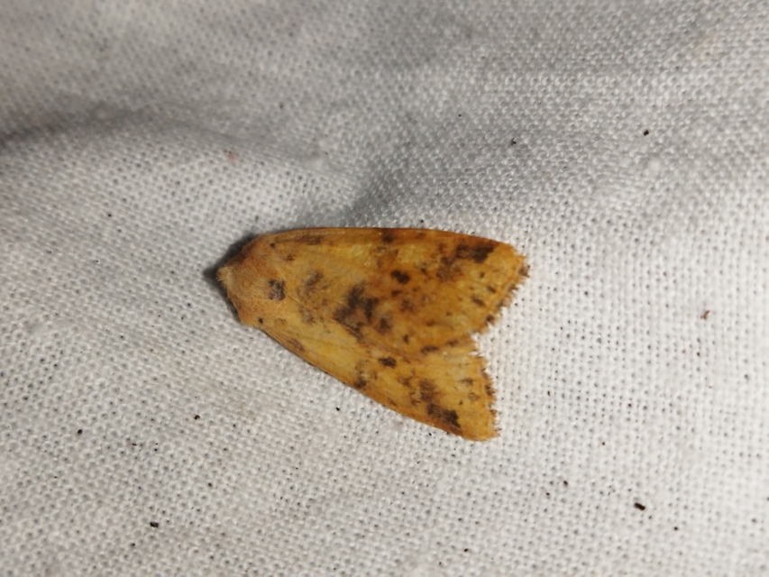 Cirrhia gilvago - foltos sárgabagoly