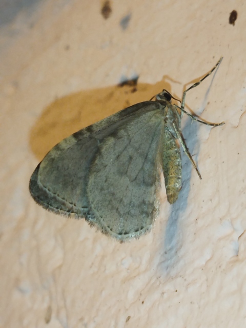 Epirrita christyi/dilutata