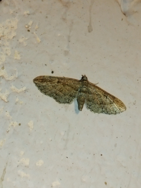 Eupithecia ericeata - feketefenyő-törpearaszoló