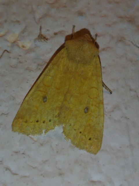 Cirrhia gilvago - foltos sárgabagoly