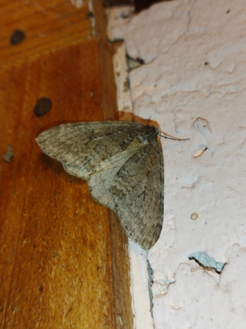 Epirrita christyi/dilutata