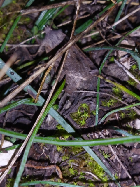 Anchoscelis litura - tarka őszibagoly
