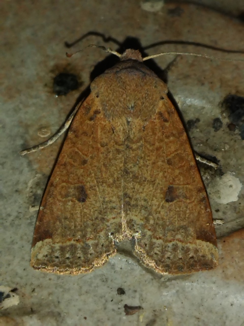 Conistra veronicae - veronika-őszibagoly