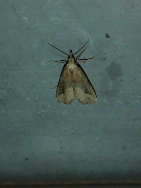 Schrankia costaestrigalis - keskenyszárnyú karcsúbagoly