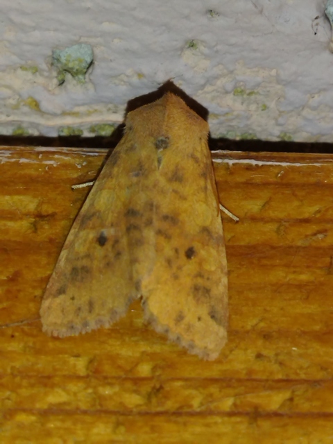 Cirrhia gilvago - foltos sárgabagoly