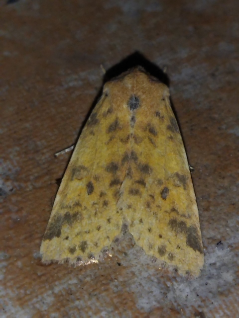 Cirrhia gilvago - foltos sárgabagoly