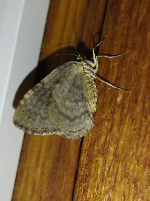 Epirrita christyi/dilutata