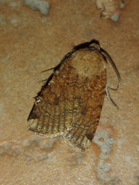 Conistra veronicae - veronika-őszibagoly