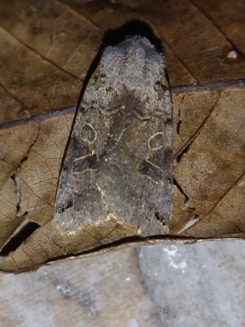 Anchoscelis litura - tarka őszibagoly