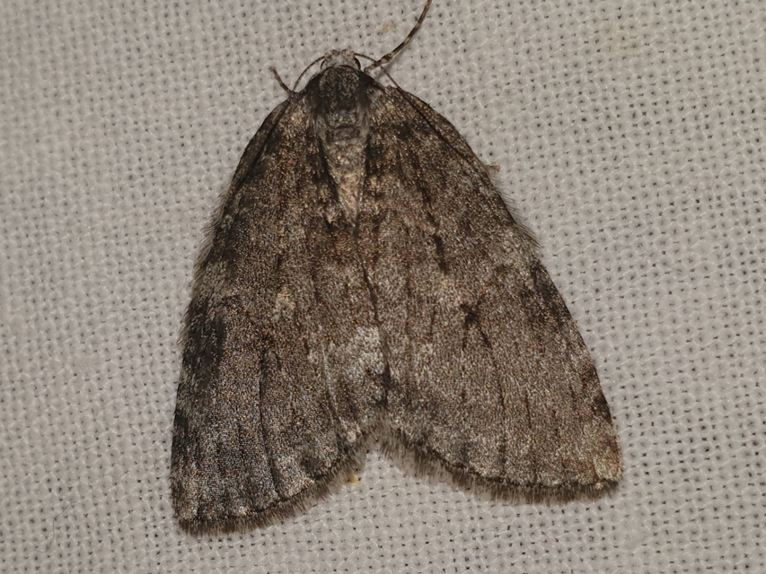 Epirrita christyi/dilutata