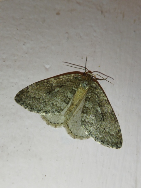 Epirrita christyi/dilutata