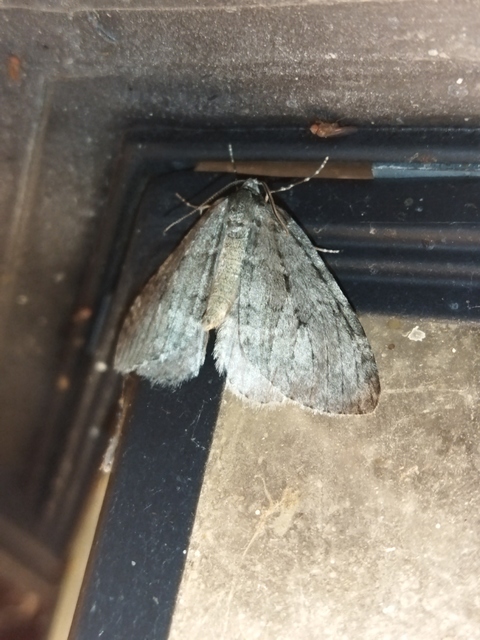 Epirrita christyi/dilutata