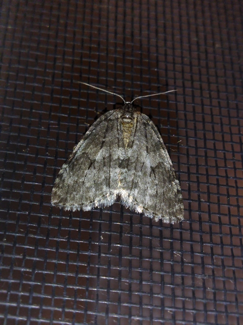 Epirrita christyi/dilutata