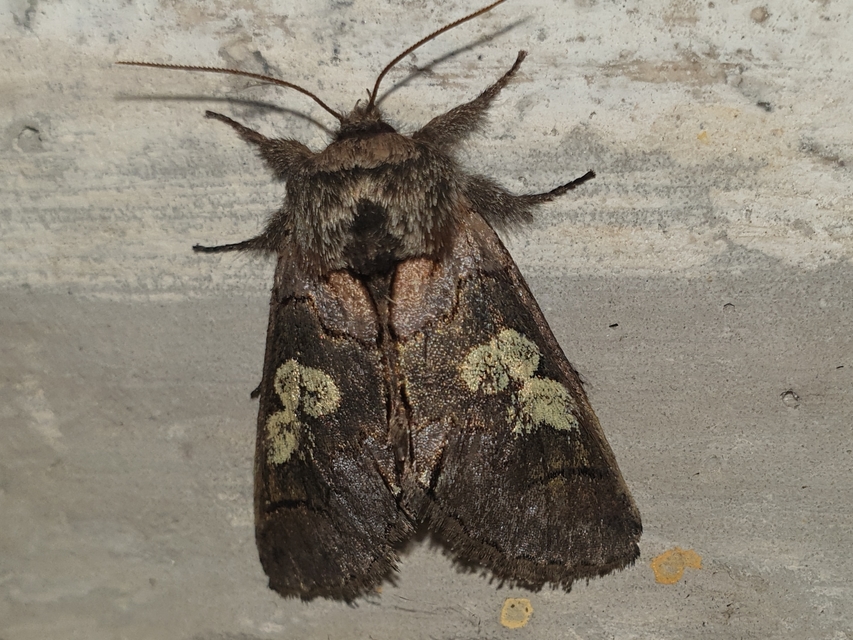 Diloba caeruleocephala - őszi kékesbagoly