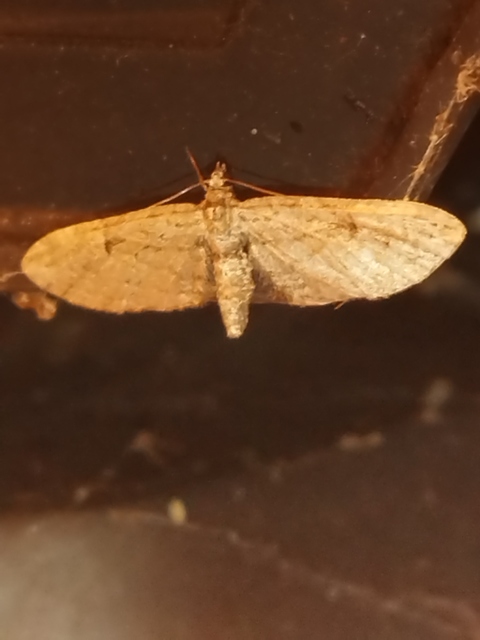 Eupithecia ericeata - feketefenyő-törpearaszoló