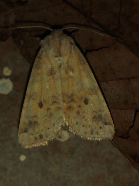 Cirrhia gilvago - foltos sárgabagoly