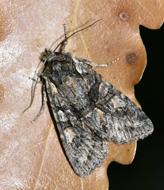 Dichonia convergens - őszi tölgybagoly