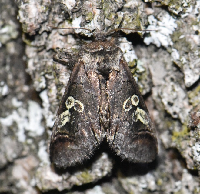 Diloba caeruleocephala - őszi kékesbagoly