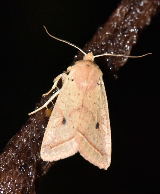 Leptologia macilenta - gyertyán-őszibagoly