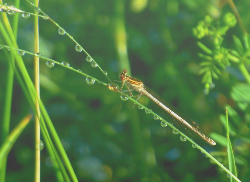 Platycnemis pennipes - széleslábú szitakötő Platycnemis pennipes - széleslábú szitakötő